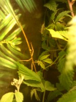 /album/aqua-terra-95/stabheuschrecken-2-jpg/